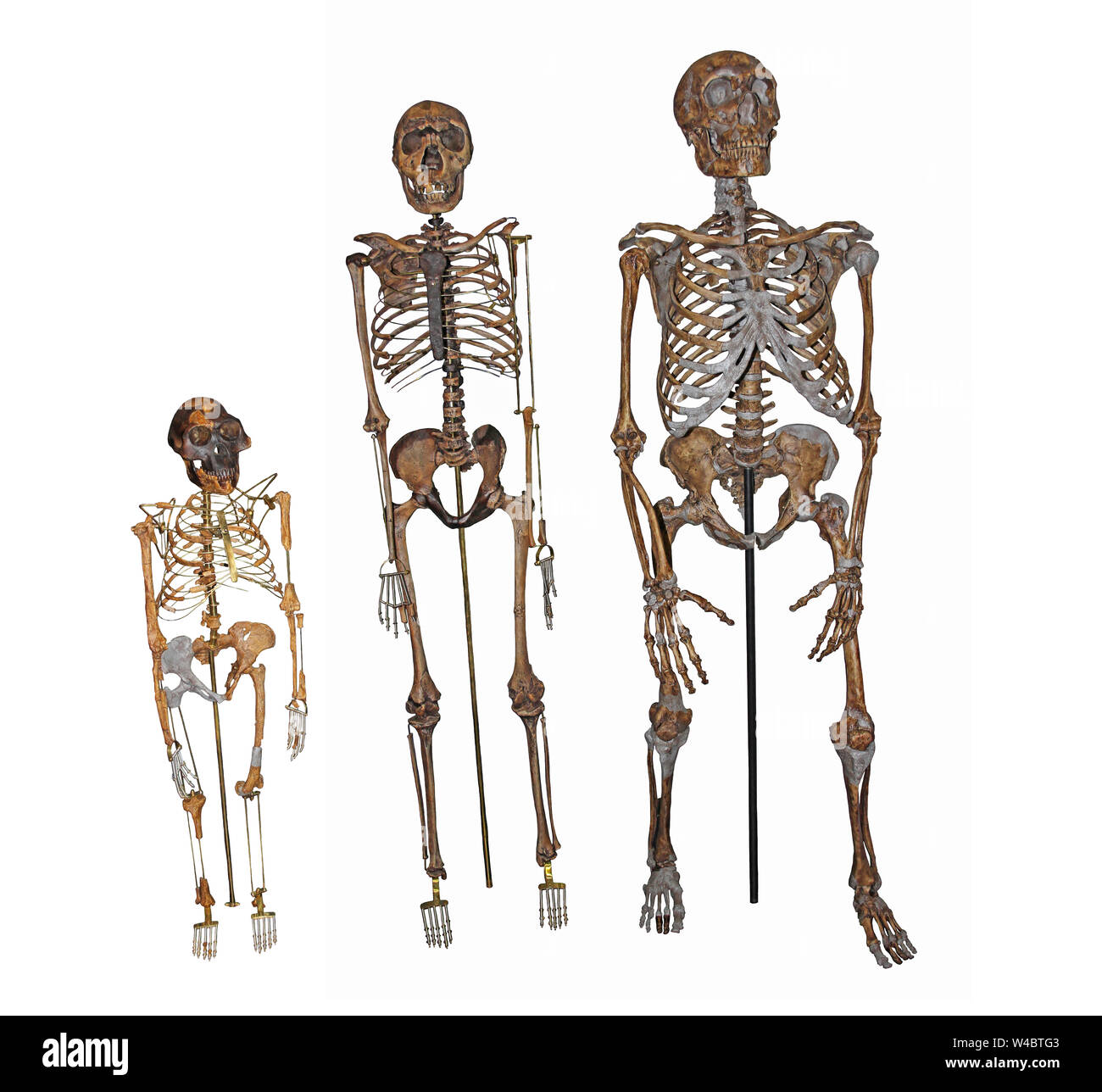 Evoluzione umana - Confronto di scheletri di " Lucia' Australopithecus afarensis, 'Nariokotome Boy' Homo ergaster e uomo di Neanderthal Foto Stock