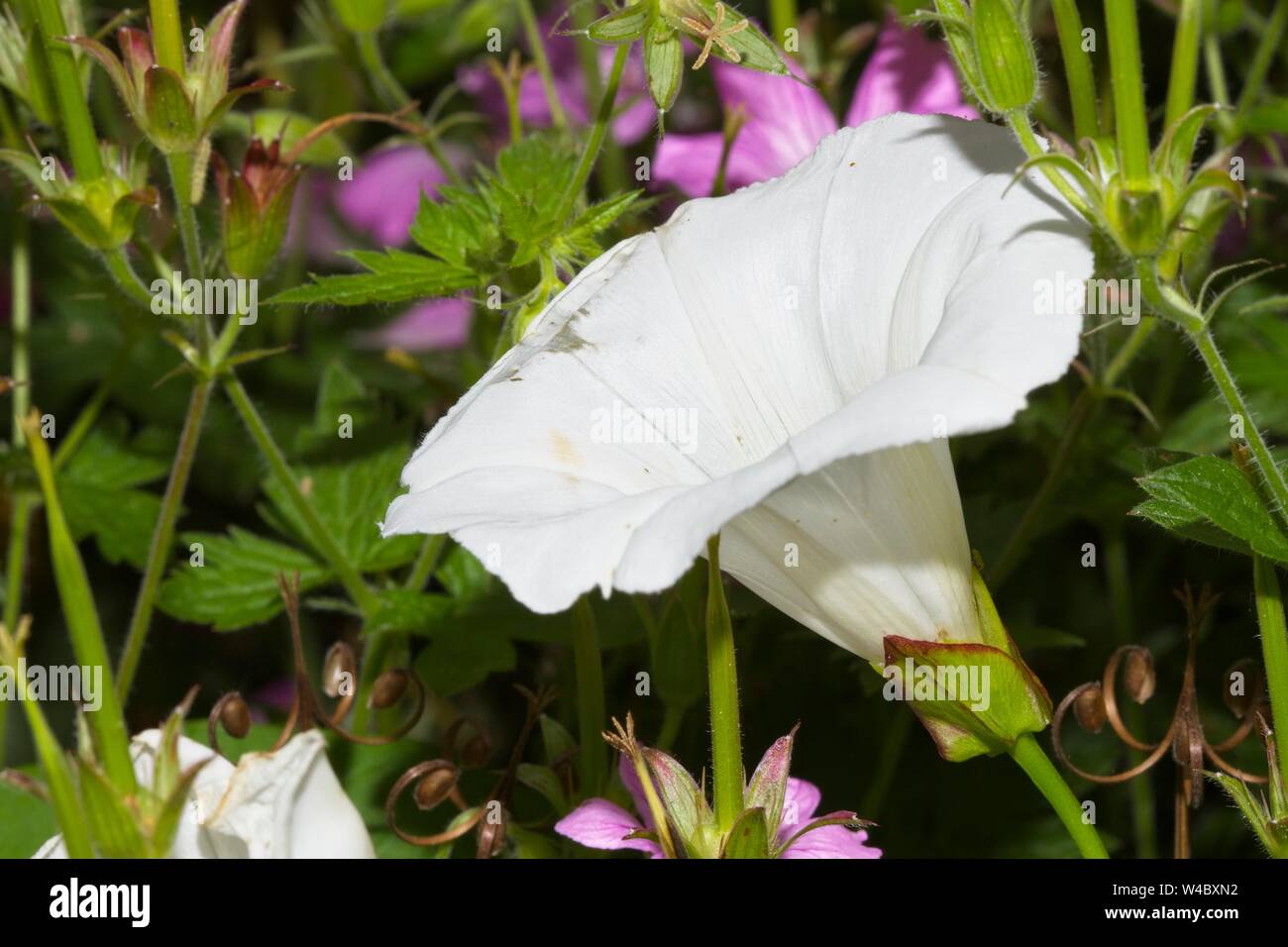 Hedge centinodia o bellbind (Calystegia sepium) in un East Sussex Garden,UK Foto Stock