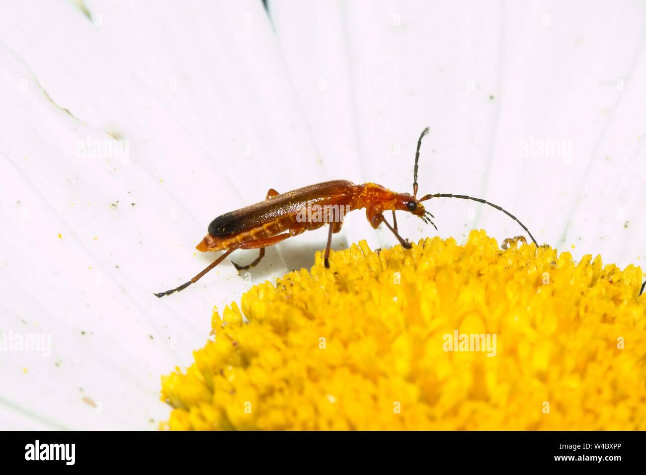 Comune soldato rosso beetle (Rhagonycha fulva) Foto Stock