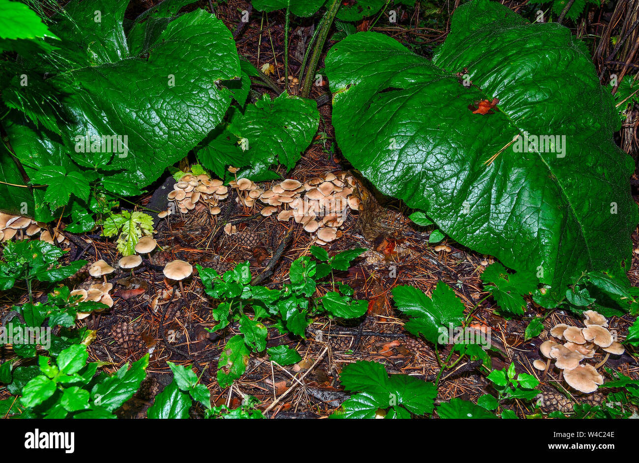 Immangiabile toadstool funghi che crescono in una foresta di pini attorno alla circonferenza. Parte della magia della strega circle - un misterioso e inesplorato phenome Foto Stock