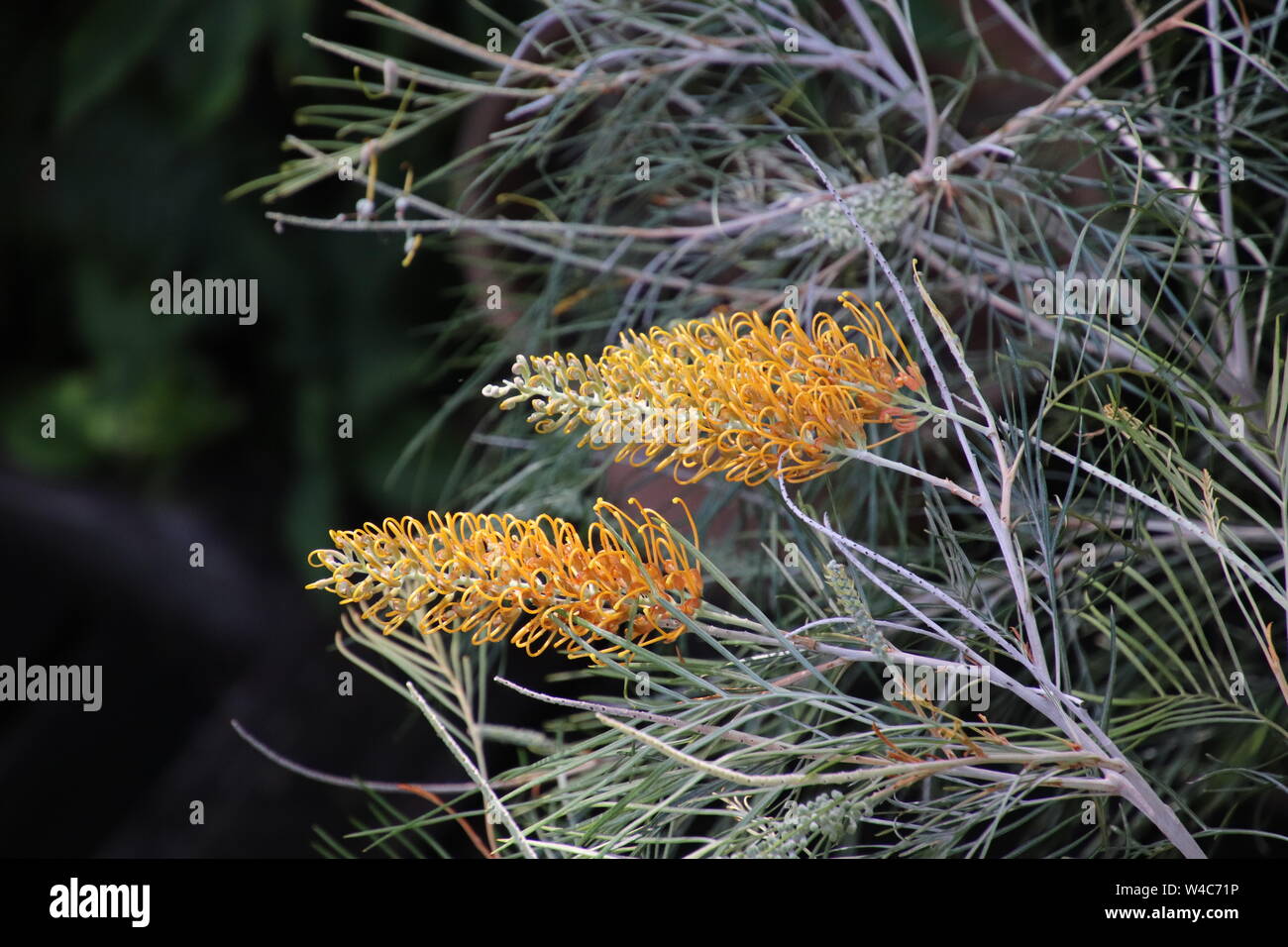 Banksia gialla boccola Foto Stock