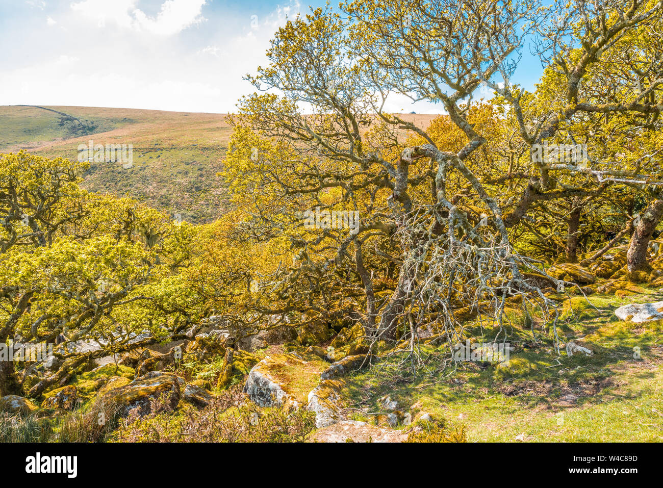 Roverella e moss in Wistman il legno Dartmoor Devon England Regno Unito GB Isole britanniche Foto Stock