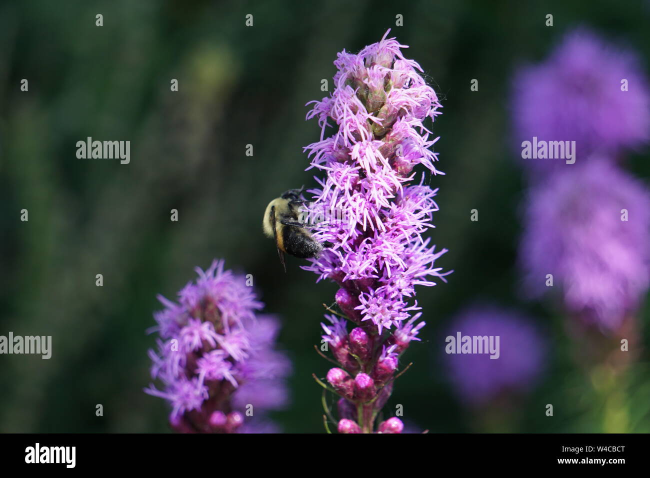 Terre Ape su di un fiore di lavanda Foto Stock