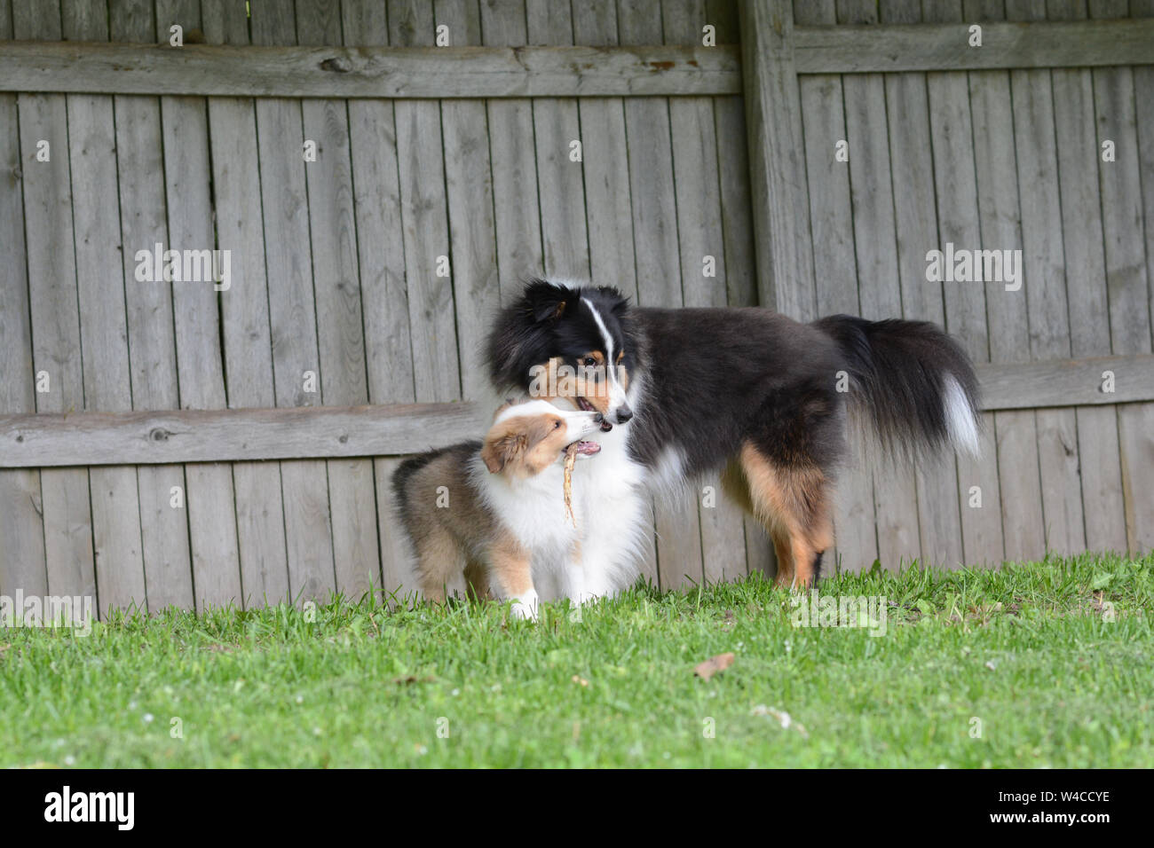 Un adulto tricolore Shetland Sheepdog (sheltie) e un sable pup giocare insieme al di fuori con un bastone. Foto Stock