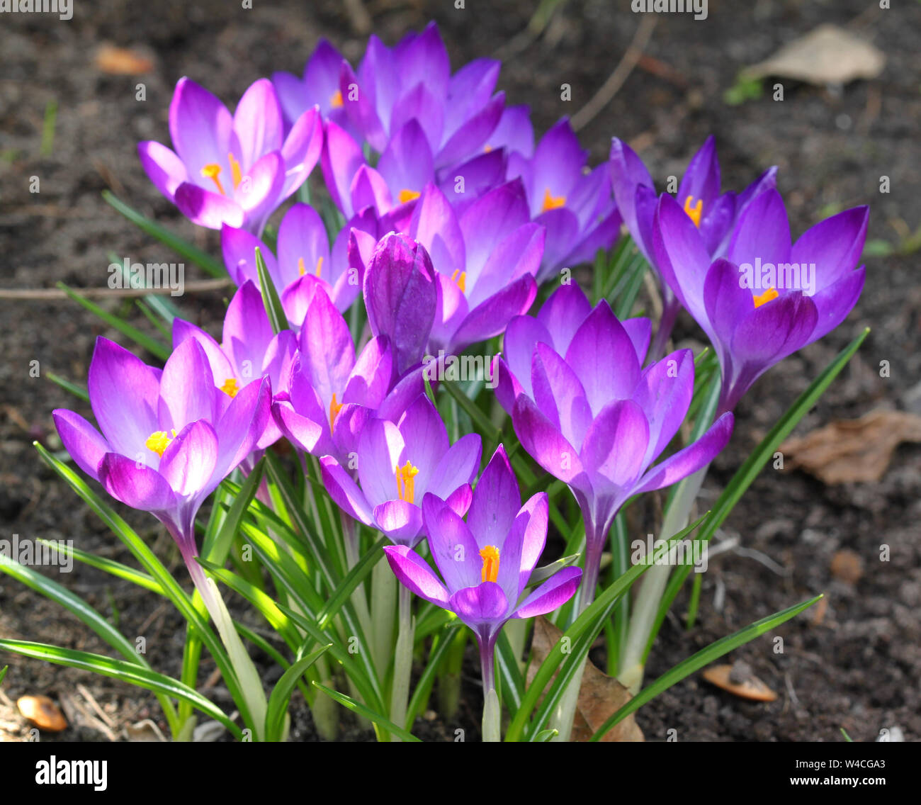 La molla viola crocus gruppo di fiori Foto Stock