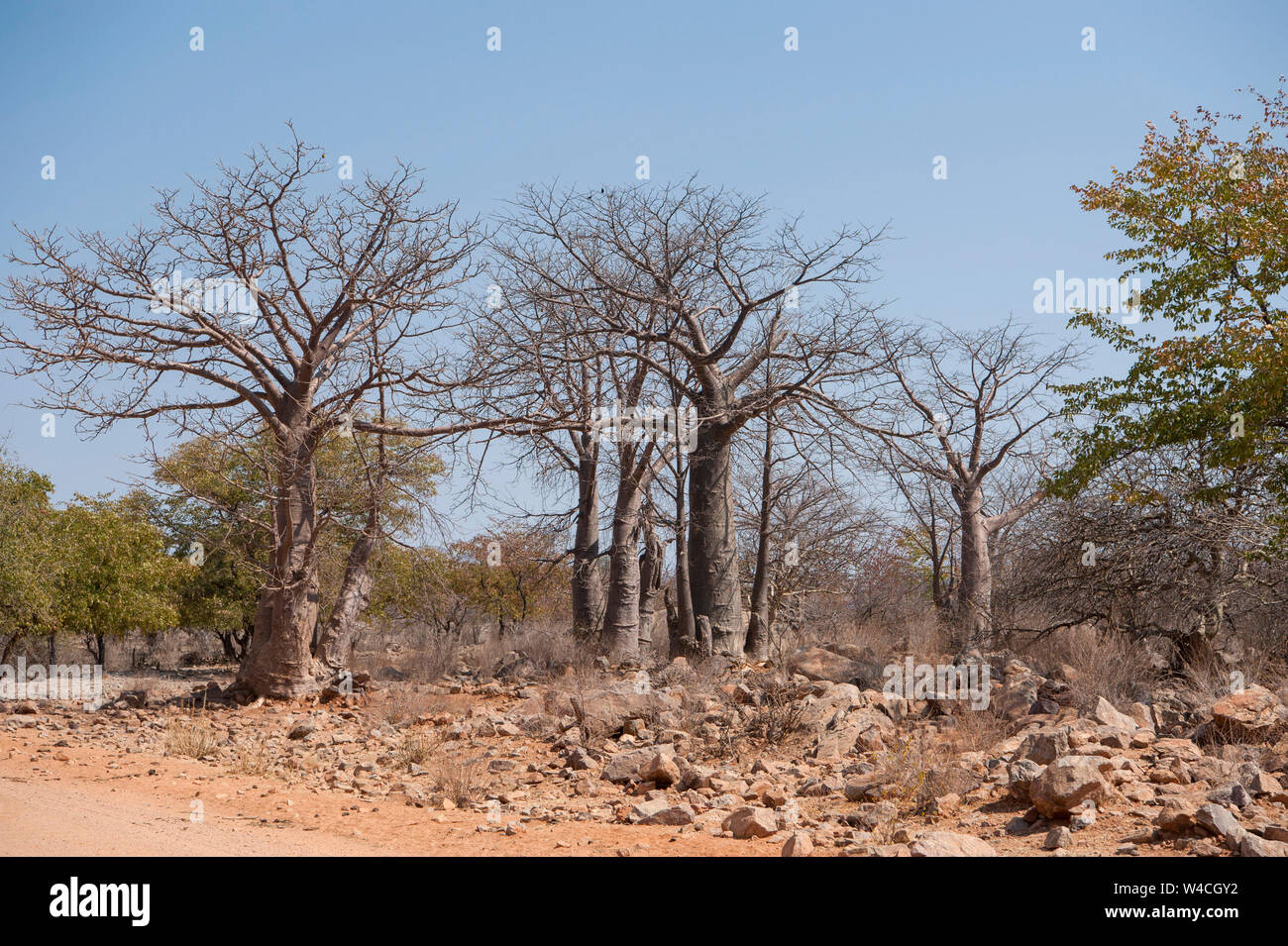 African Baobab (Adansonia digitata). Fotografato a fiume Kunene Cunene (Fiume), il confine tra Angola e Namibia, Sud-ovest Africa Foto Stock
