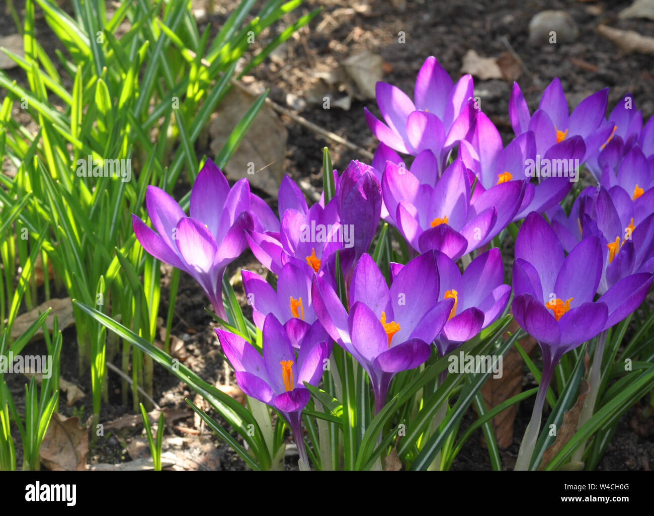La molla viola di crochi in fiore nel giardino Foto Stock