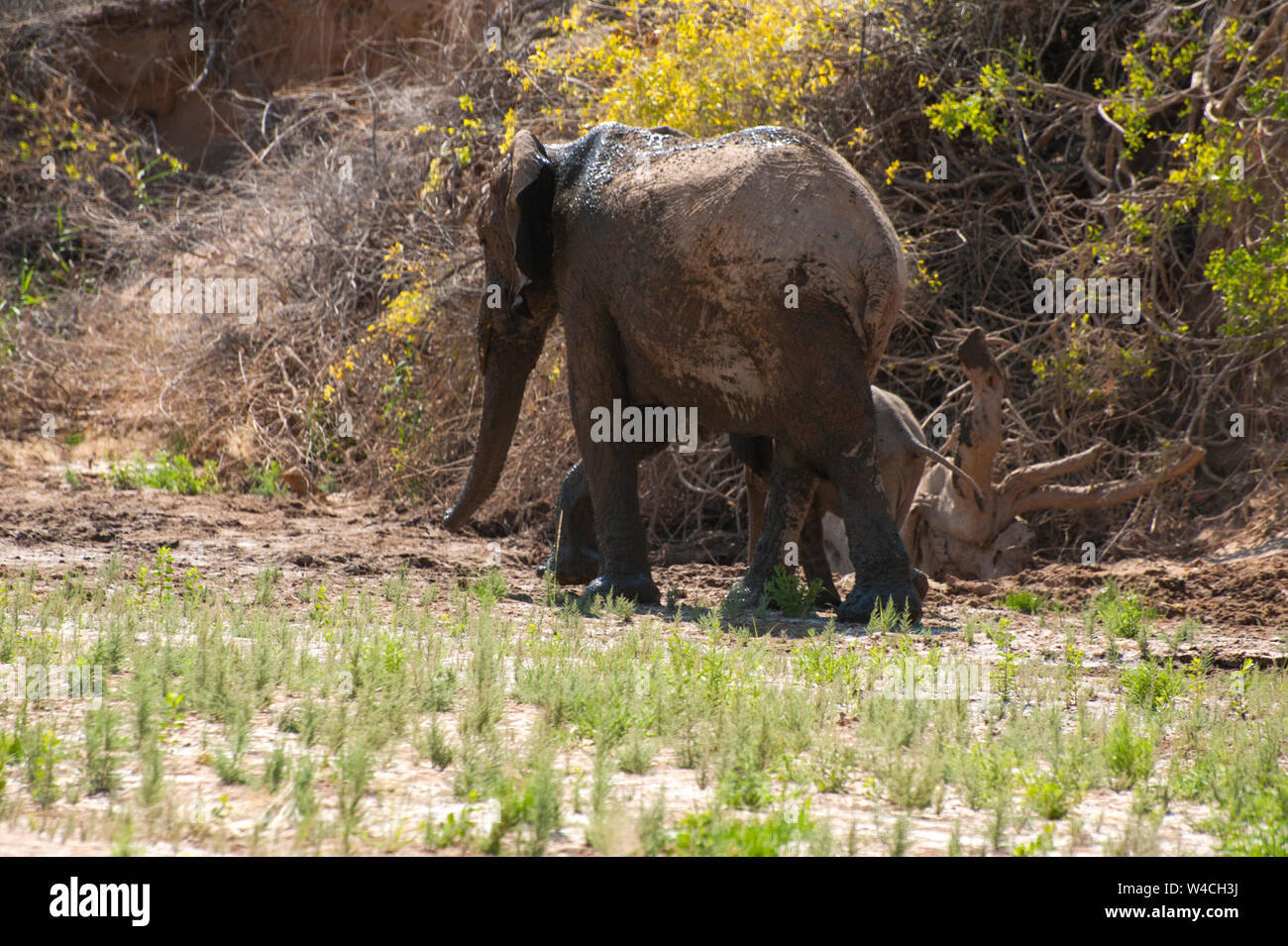 Deserto-atto elefanti. Questi l'elefante africano (Loxodonta africana) sono adattate alle condizioni di vita nelle aree desertiche della Namibia e Angola. Fotografato a th Foto Stock