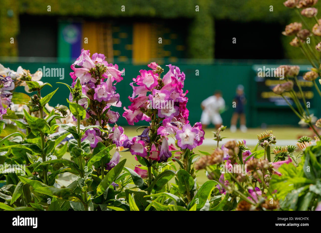 Dettaglio dei fiori con generic sfocata i giocatori di tennis dietro a campionati di Wimbledon 2019. Tenuto presso Il All England Lawn Tennis Club, Wimbledon. Foto Stock