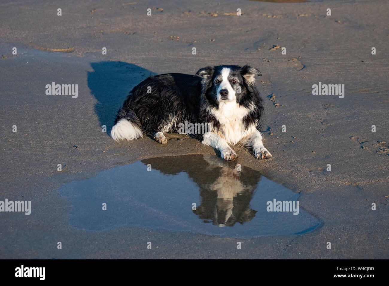 Border Collie riflessa in una piscina su una spiaggia bagnata Foto Stock