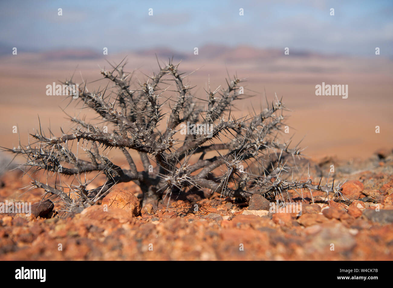 Impianto di deserto sopravvive nel duro arido paesaggio della Namibia. Skeleton Coast, Namibia Foto Stock