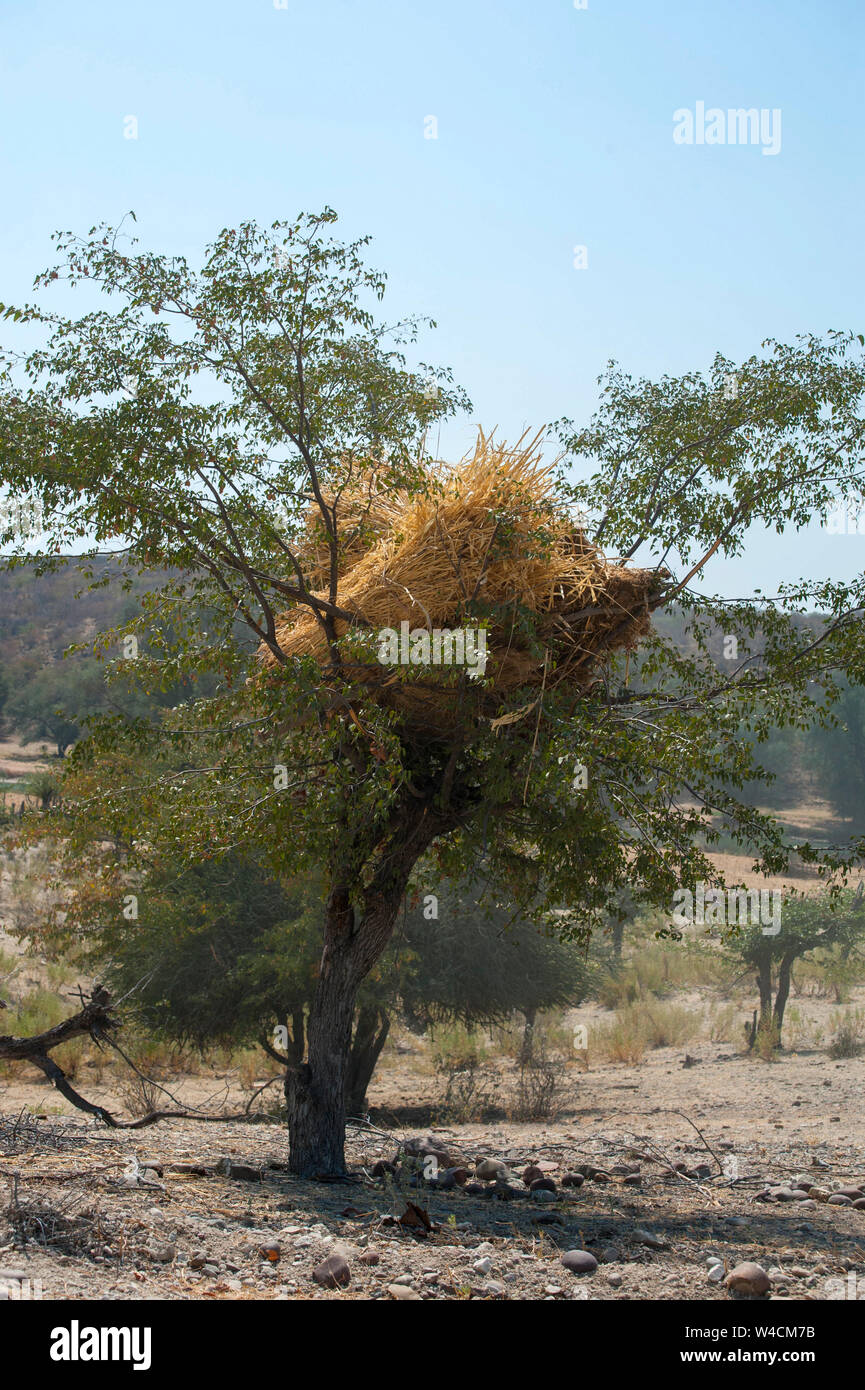 Raccolto frumento stocchi sono memorizzati su un albero alto per tenere lontano da animali al pascolo. Fotografato a fiume Kunene Cunene (Fiume), il confine tra Foto Stock