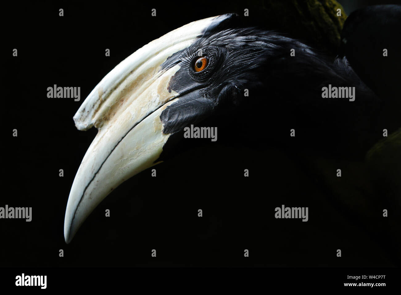 Grande becco Foto Stock