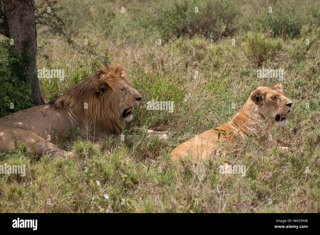 Leone e leonessa appoggiata in erba a Parco Nazionale del Serengeti, Tanzania Foto Stock