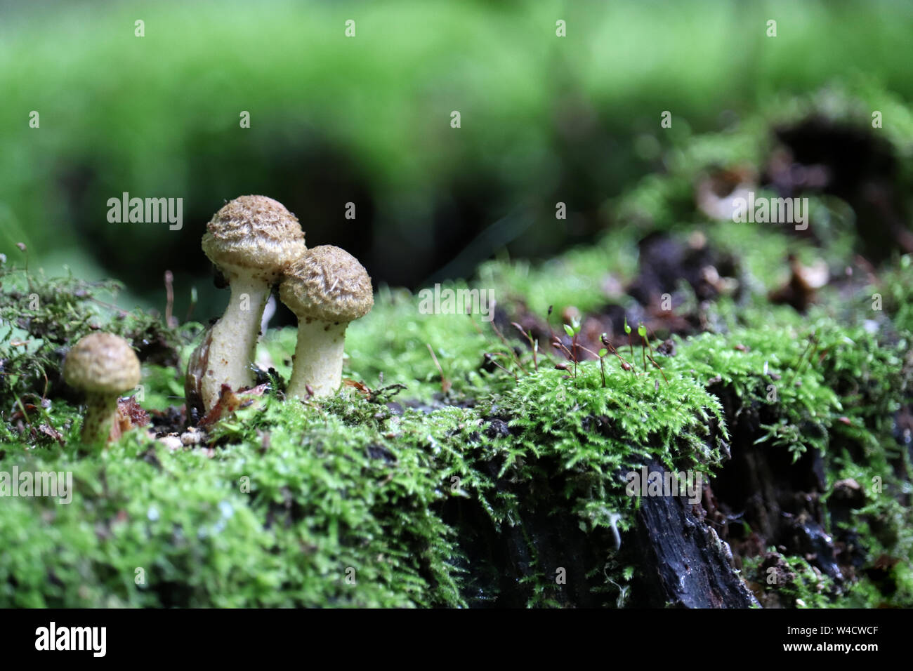 Funghi e muschio verde crescente sul vecchio moncone secco in una foresta. Pittoresca natura selvaggia Foto Stock