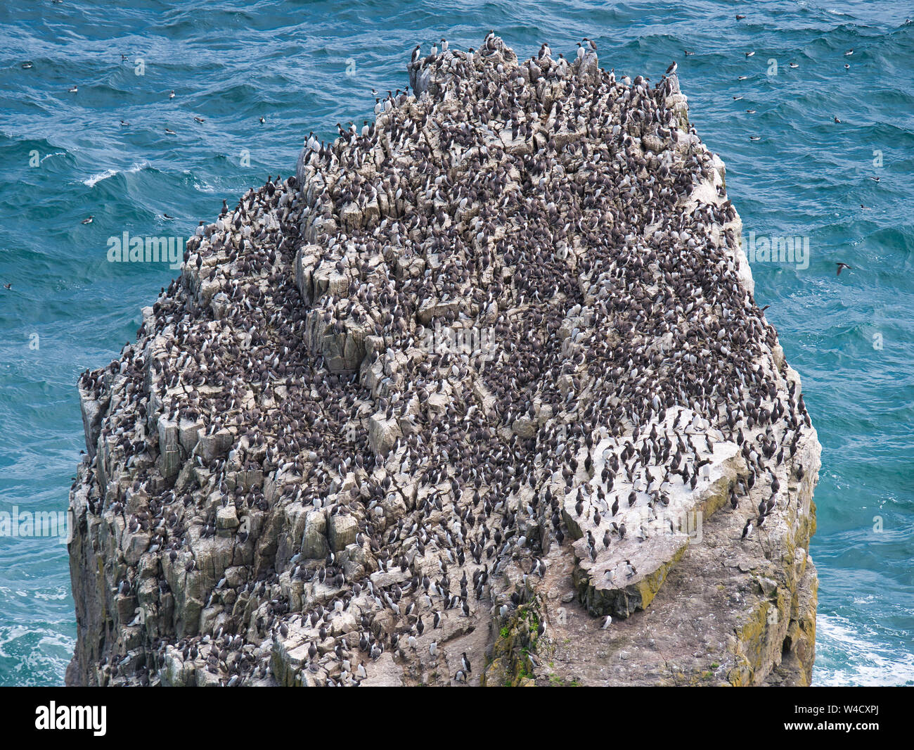 Guillemot colonia in pila di rocce / Creigiau Elegig, vicino Castlemartin, Pembrokeshire, Wales, Regno Unito Foto Stock