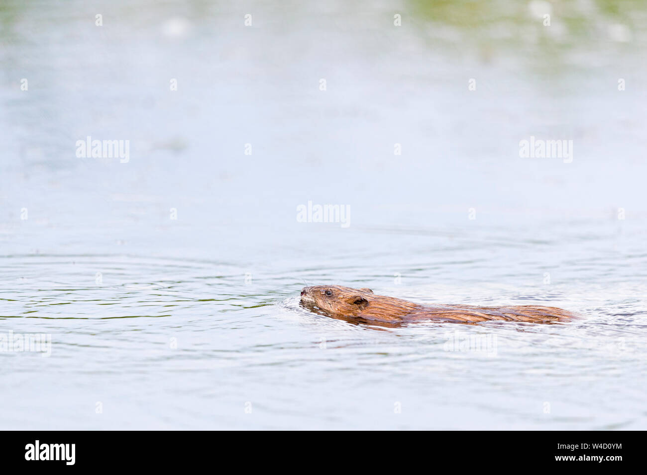Topo muschiato nuotare nel Delta del Danubio Romania Foto Stock