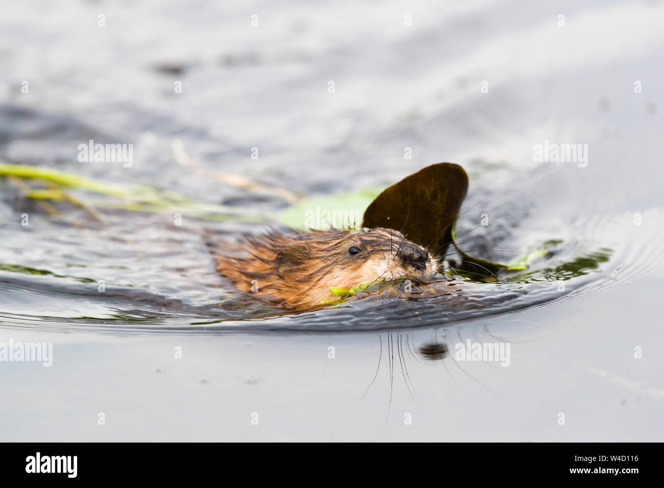 Ratto che nuota nel fiume immagini e fotografie stock ad alta risoluzione -  Alamy