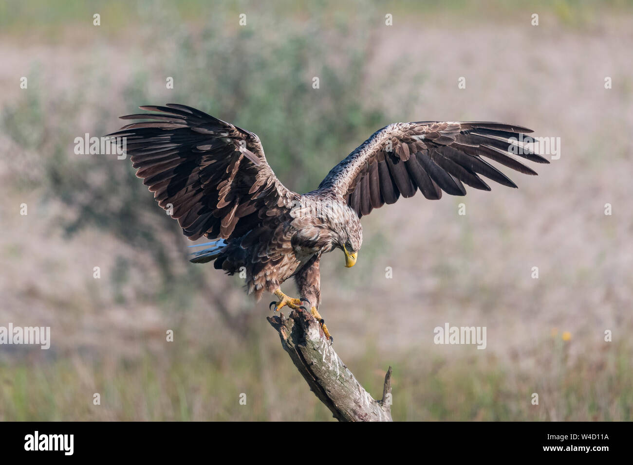 White-tailed sea eagle nel Delta del Danubio Romania Foto Stock