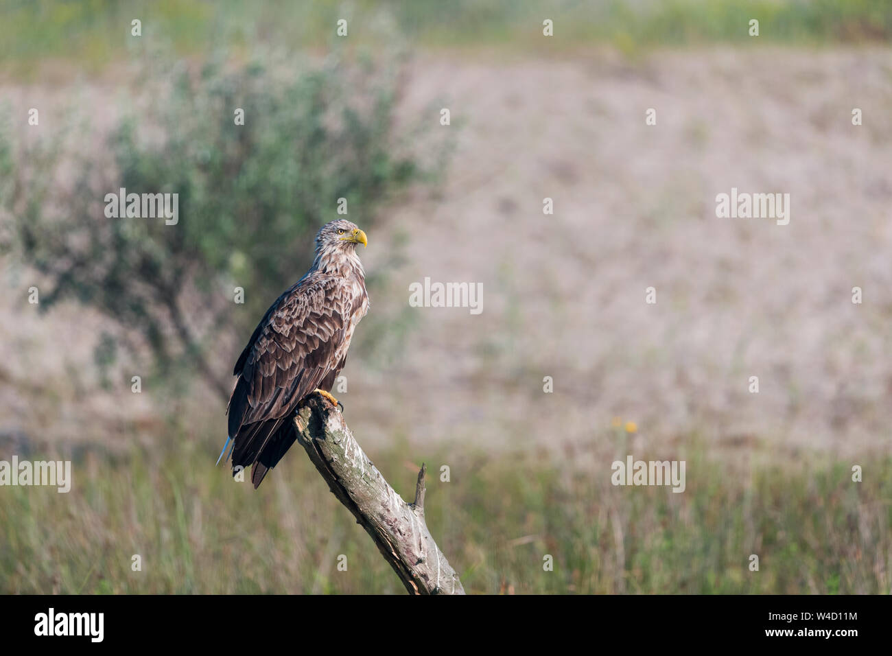 White-tailed sea eagle nel Delta del Danubio Romania Foto Stock