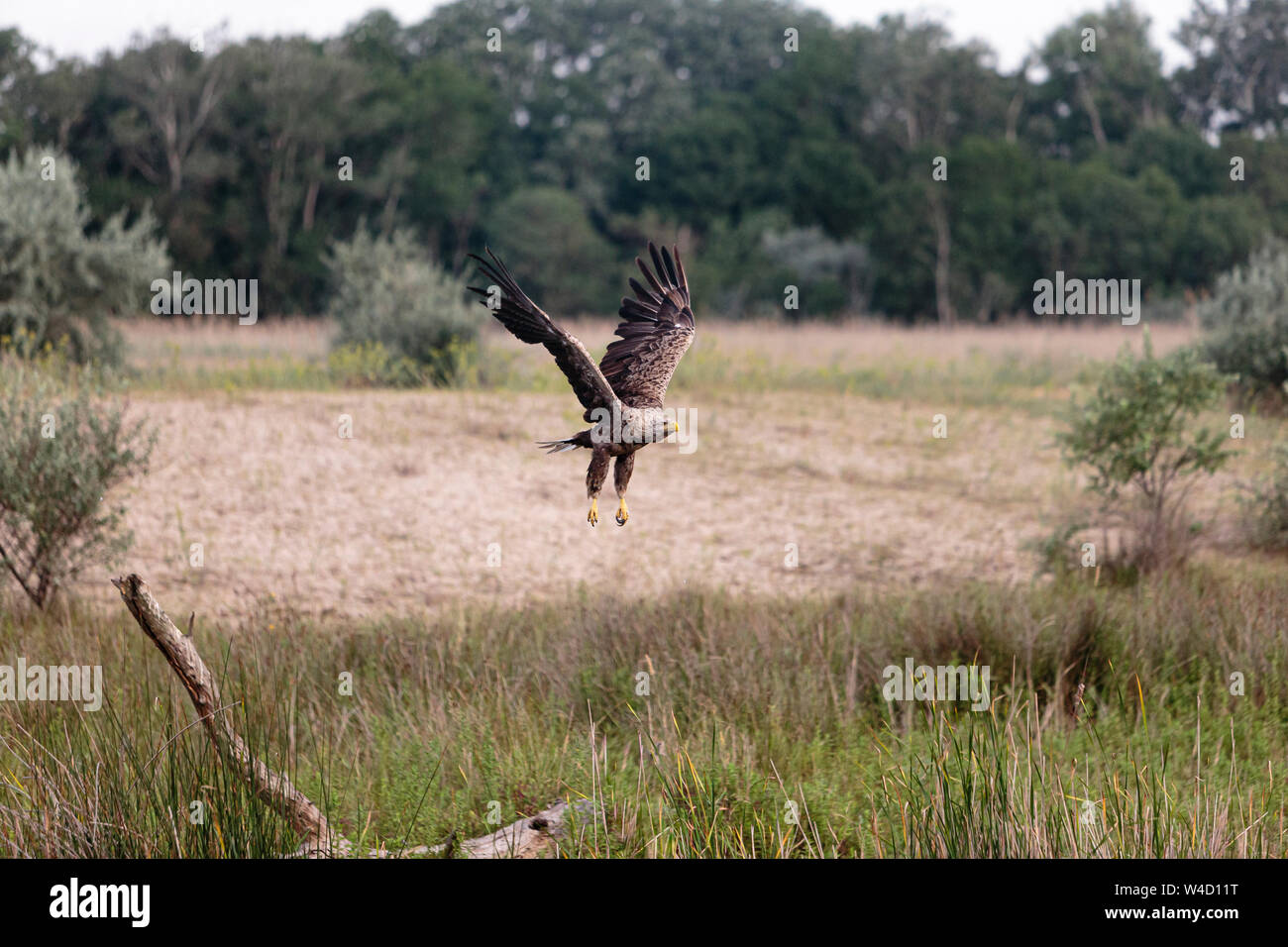 White-tailed sea eagle nel Delta del Danubio Romania Foto Stock