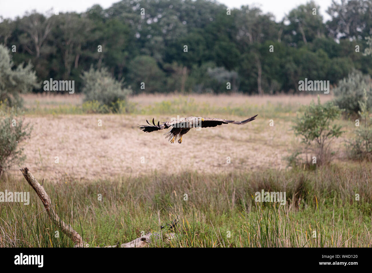 White-tailed sea eagle nel Delta del Danubio Romania Foto Stock