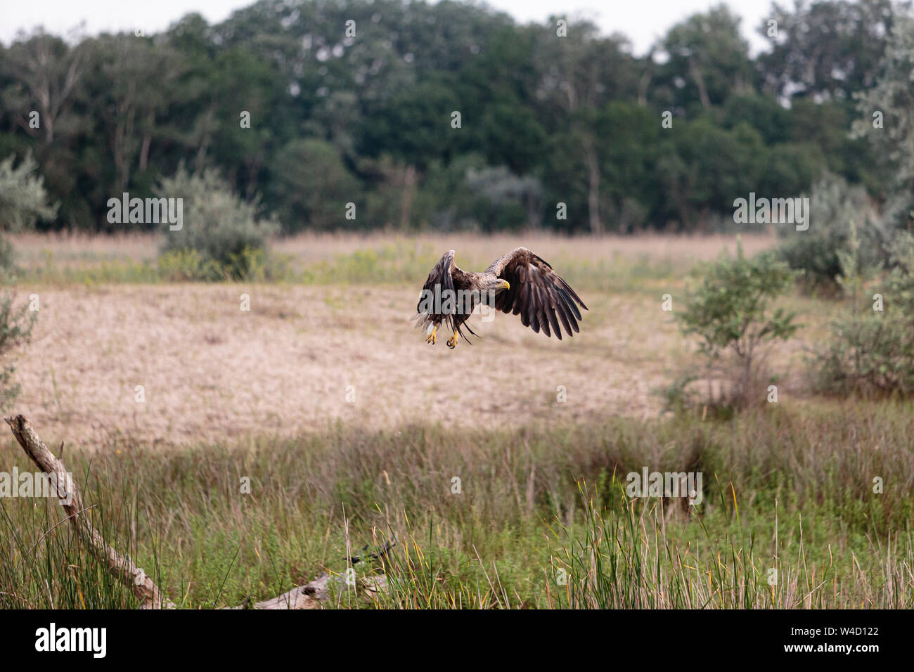 White-tailed sea eagle nel Delta del Danubio Romania Foto Stock