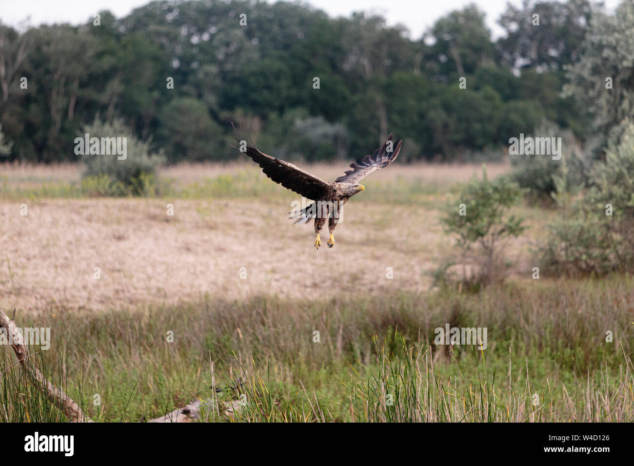 White-tailed sea eagle nel Delta del Danubio Romania Foto Stock