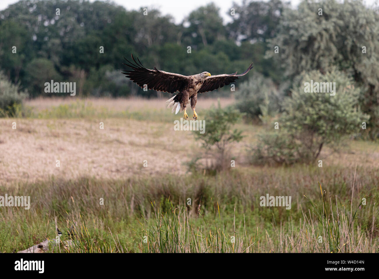 White-tailed sea eagle nel Delta del Danubio Romania Foto Stock