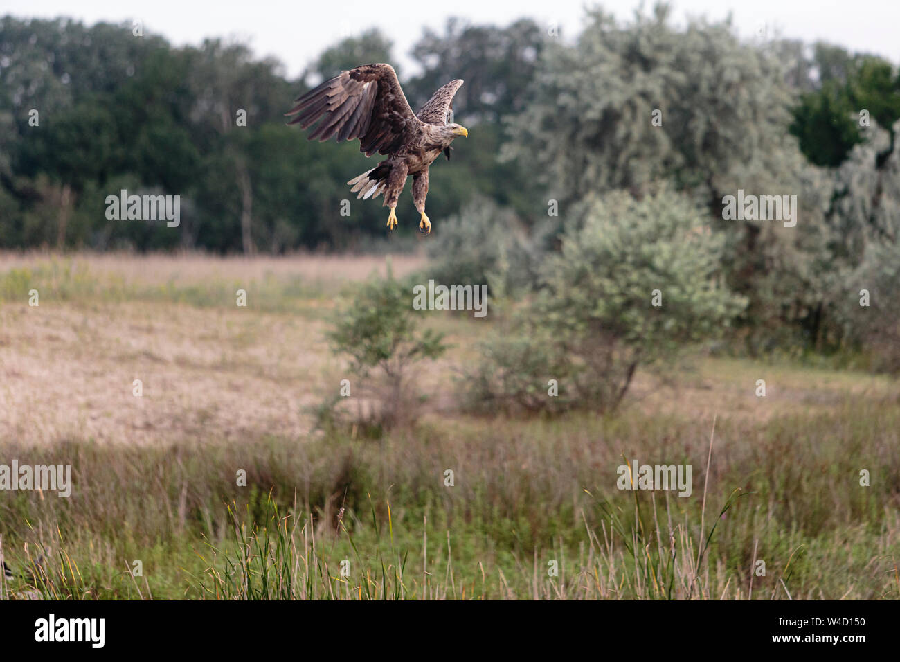 White-tailed sea eagle nel Delta del Danubio Romania Foto Stock