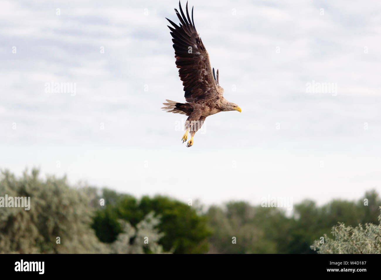 White-tailed sea eagle nel Delta del Danubio Romania Foto Stock