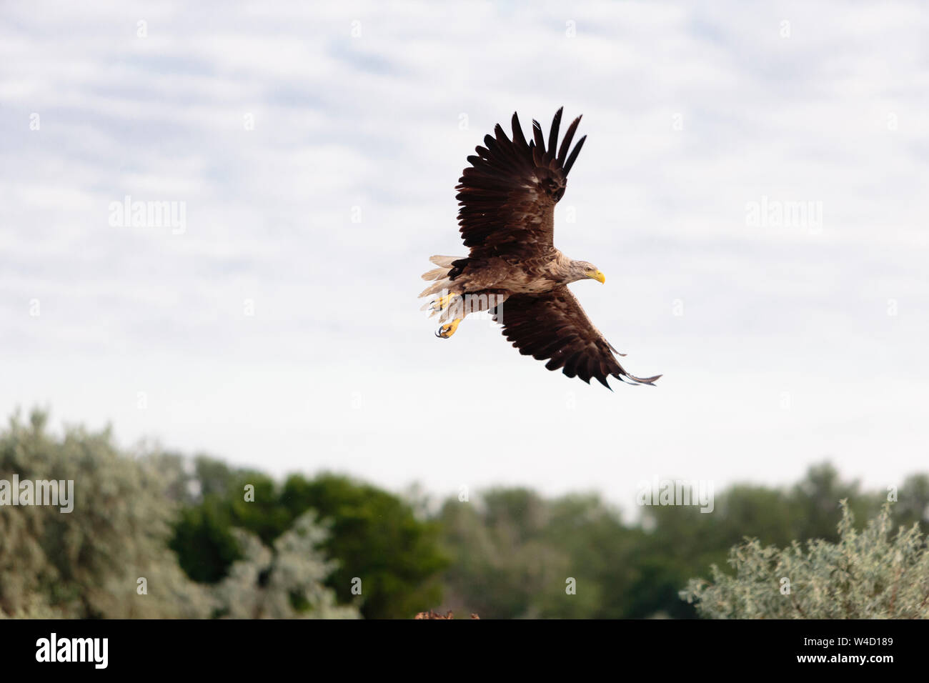 White-tailed sea eagle nel Delta del Danubio Romania Foto Stock