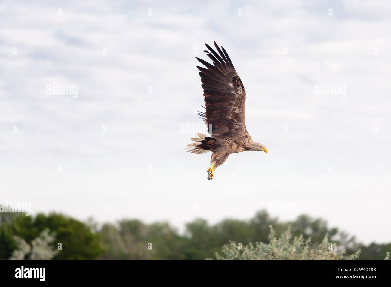 White-tailed sea eagle nel Delta del Danubio Romania Foto Stock