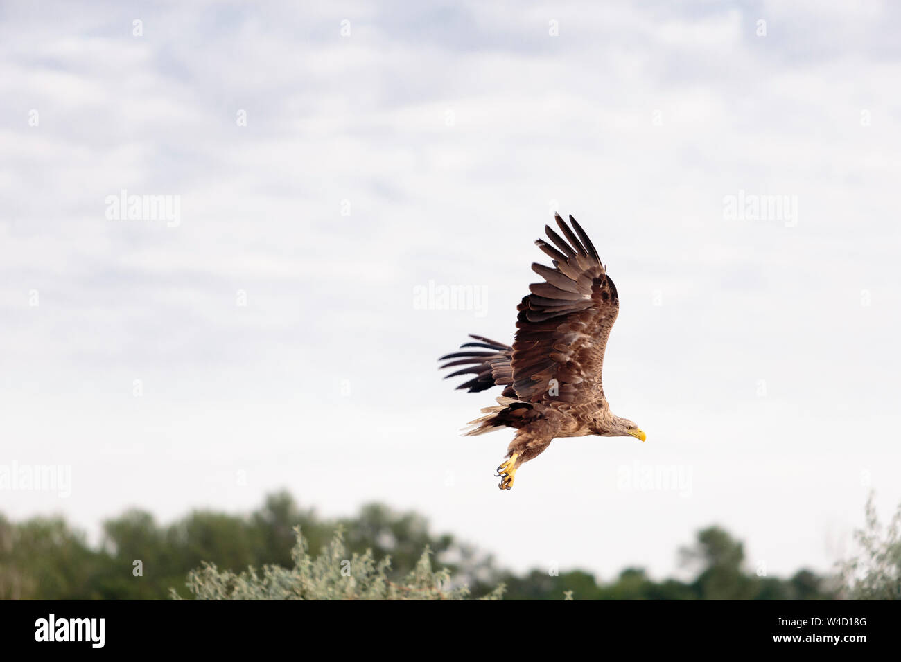 White-tailed sea eagle nel Delta del Danubio Romania Foto Stock