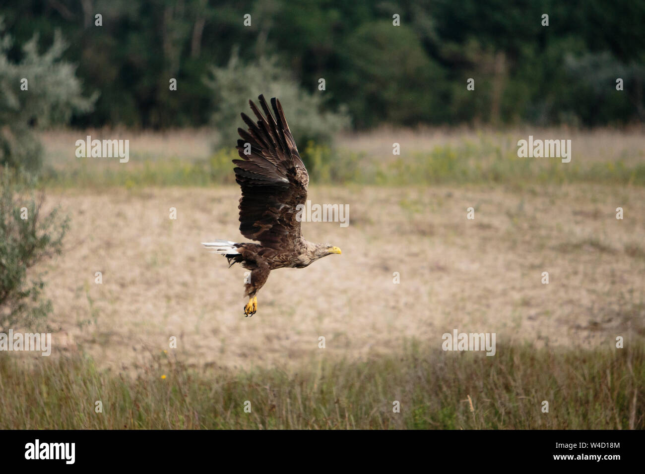 White-tailed sea eagle nel Delta del Danubio Romania Foto Stock