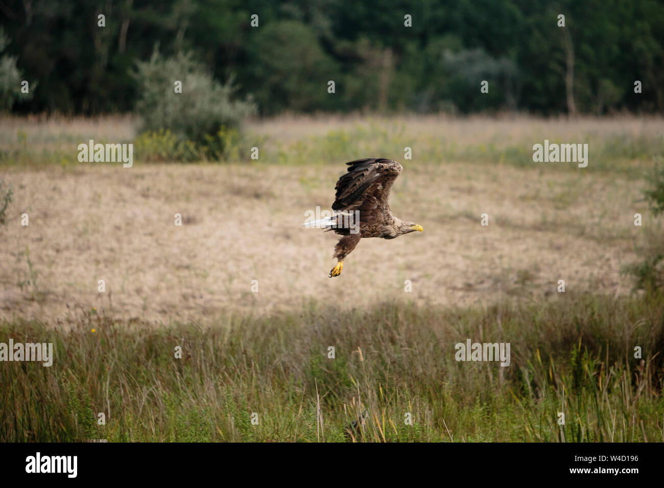 White-tailed sea eagle nel Delta del Danubio Romania Foto Stock