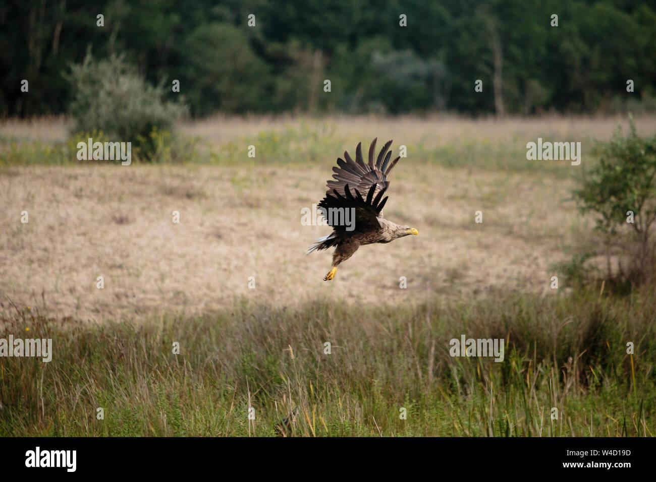 White-tailed sea eagle nel Delta del Danubio Romania Foto Stock