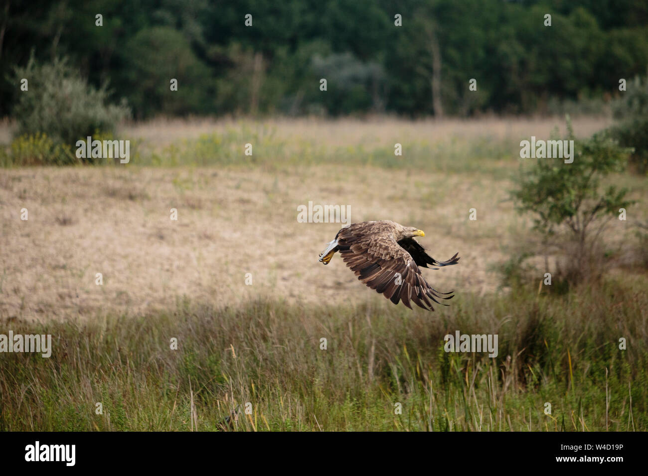 White-tailed sea eagle nel Delta del Danubio Romania Foto Stock