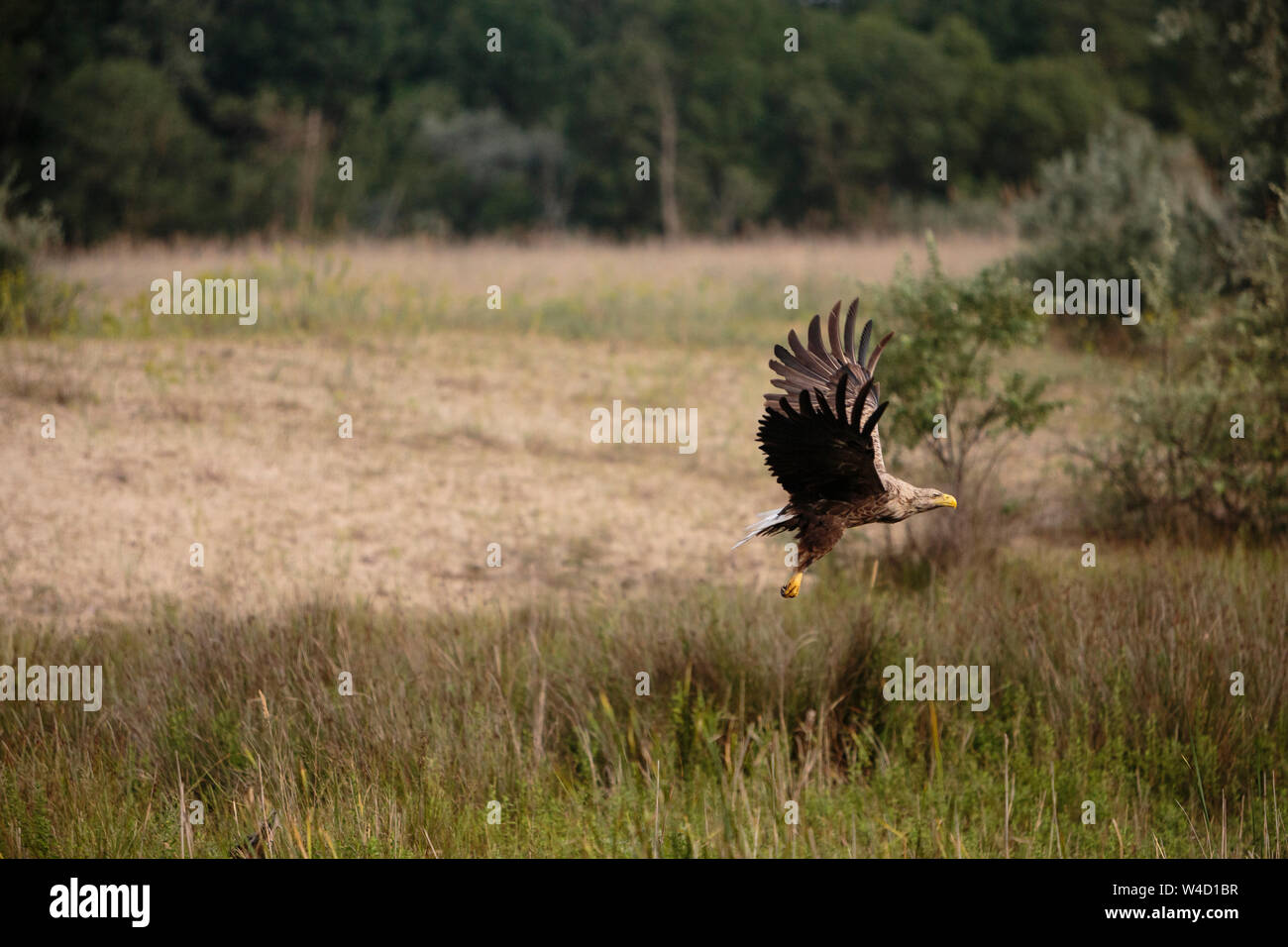 White-tailed sea eagle nel Delta del Danubio Romania Foto Stock