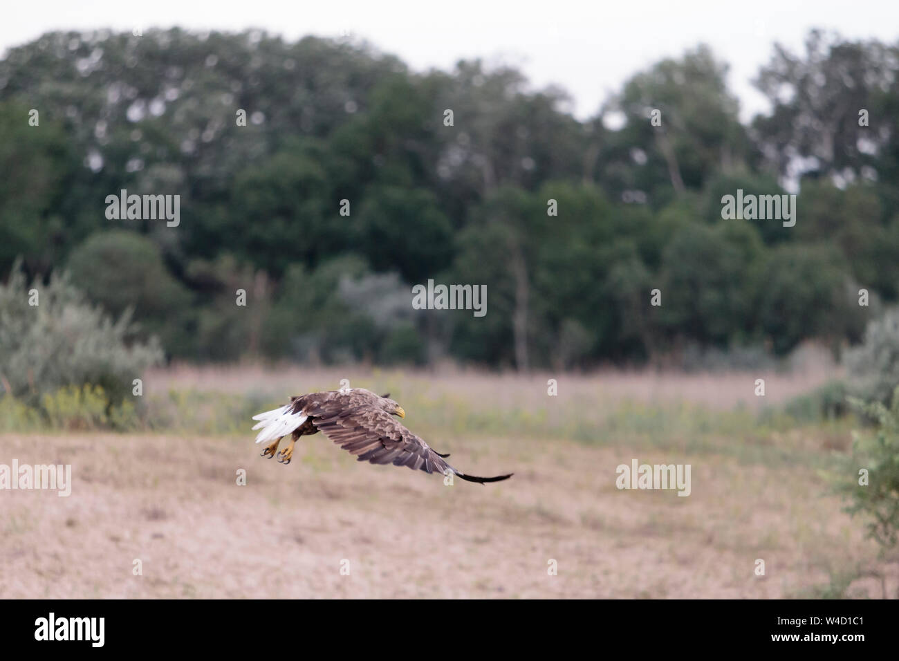 White-tailed sea eagle nel Delta del Danubio Romania Foto Stock