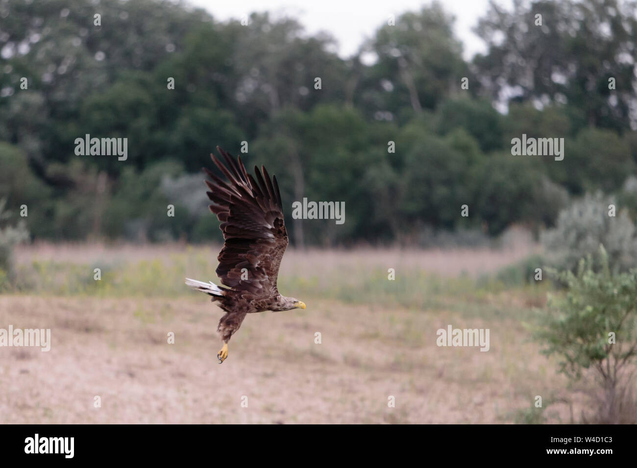 White-tailed sea eagle nel Delta del Danubio Romania Foto Stock