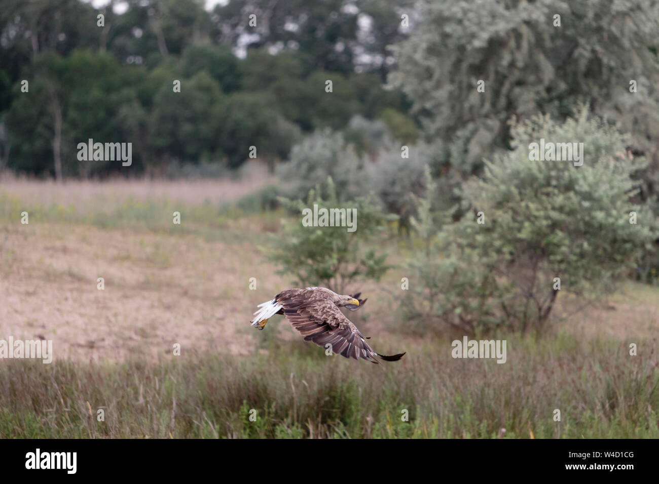 White-tailed sea eagle nel Delta del Danubio Romania Foto Stock