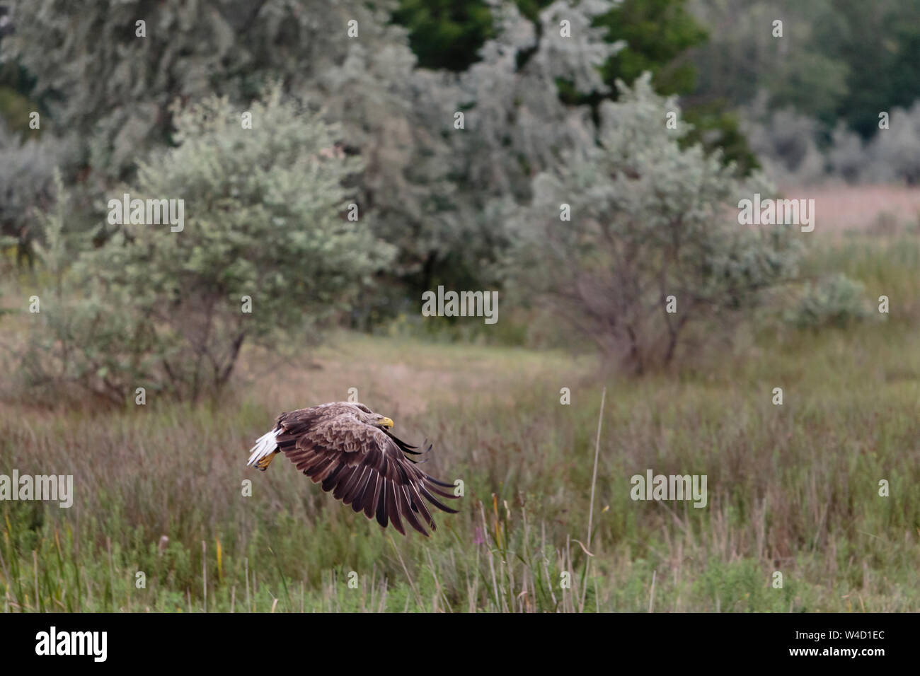 White-tailed sea eagle nel Delta del Danubio Romania Foto Stock