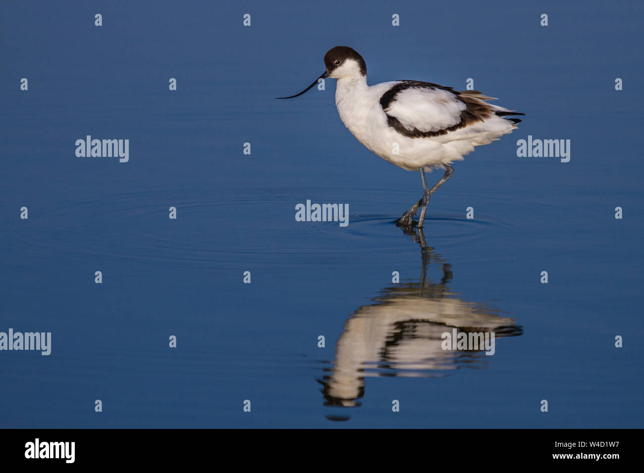 American avocet, Säbelschnäbler (Recurvirostra avosetta) mit Spiegelbild Foto Stock