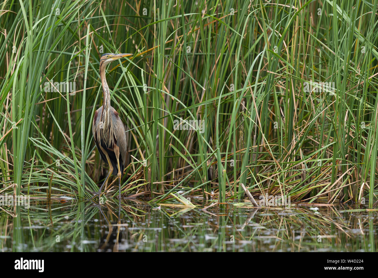 Airone rosso Pesca nel Delta del Danubio Romania Foto Stock