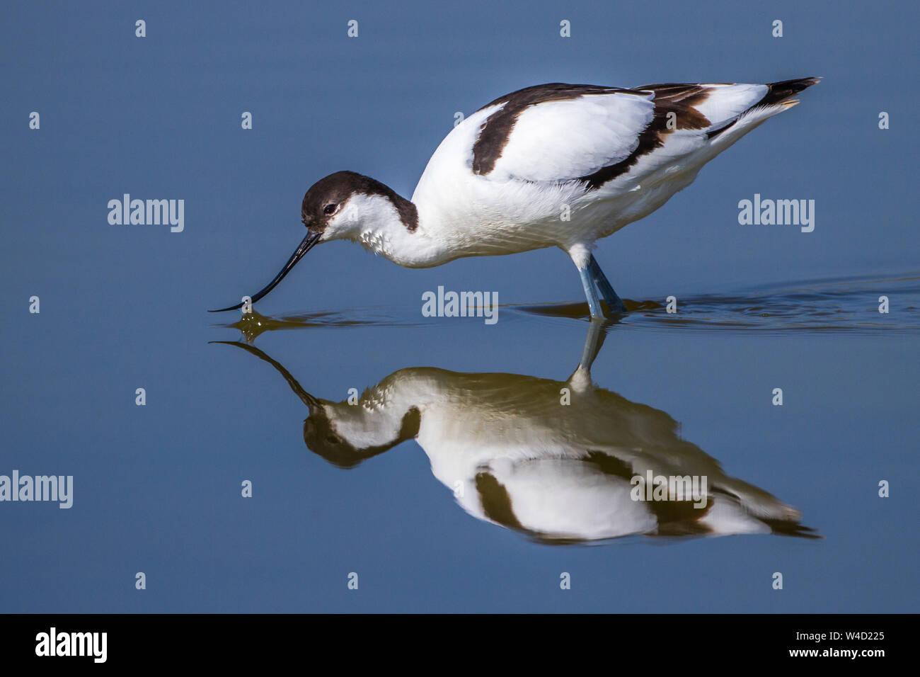 American avocet, Säbelschnäbler (Recurvirostra avosetta) mit Spiegelbild Foto Stock
