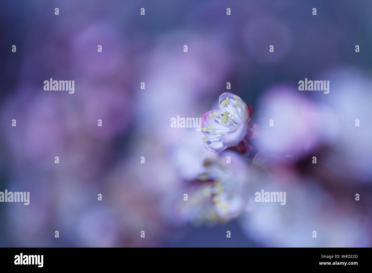 La leggermente sfocata albicocca bellissimi fiori bianchi Foto Stock