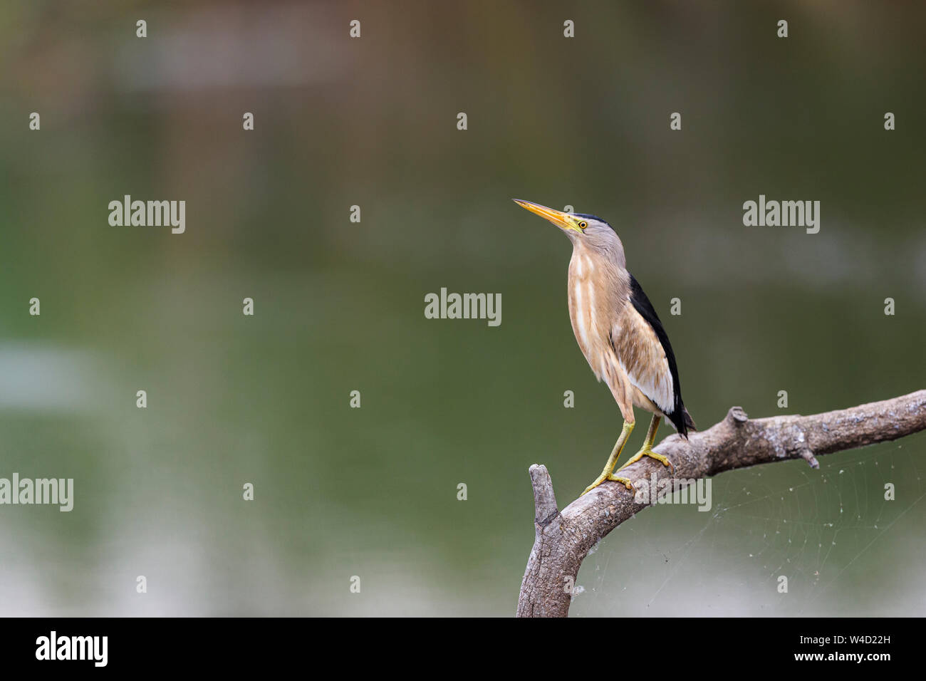 Tarabusino appollaiato su un ramo di albero nel Delta del Danubio Romania Foto Stock