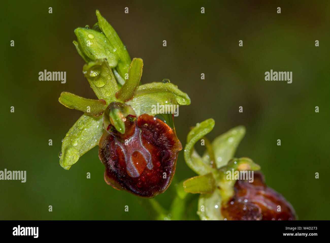 Inizio spider-orchid, Kleine Spinnen-Ragwurz (Ophrys araneola) Foto Stock
