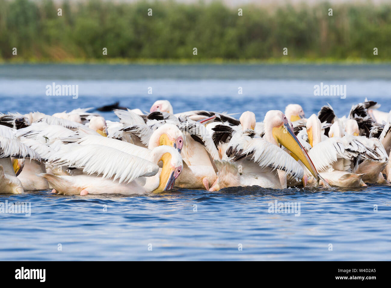 Pellicani nel Delta del Danubio Foto Stock